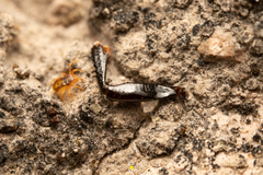 Acariformes