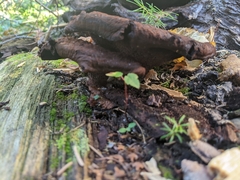 Phaeolus