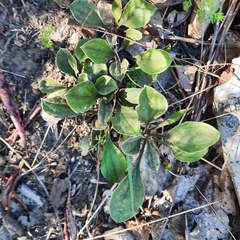 Antennaria plantaginifolia