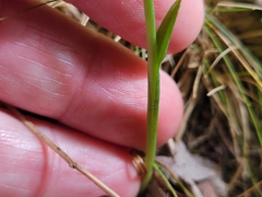 Spiranthes arcisepala