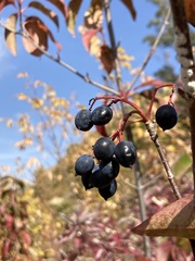 Viburnum lentago
