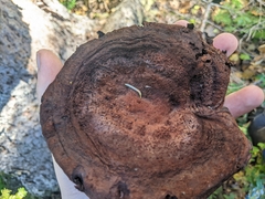 Phaeolus