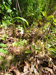 Spiranthes arcisepala