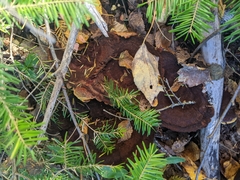 Phaeolus