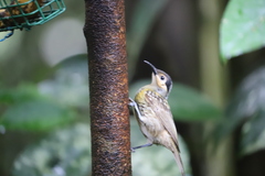 Xanthotis macleayanus