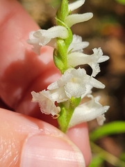 Spiranthes arcisepala