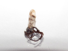 Brachycera