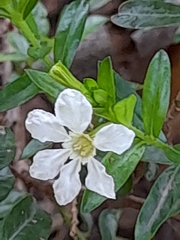 Wrightia antidysenterica