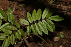 Austrosteenisia glabristyla