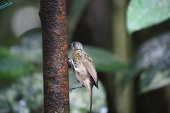 Xanthotis macleayanus