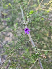 Prostanthera decussata