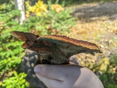 Phaeolus