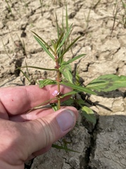 Ammannia robusta