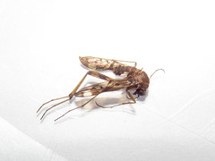 Sylvicola
