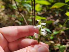 Spiranthes arcisepala