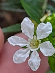 Wrightia antidysenterica