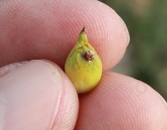 Asphondylia prosopidis