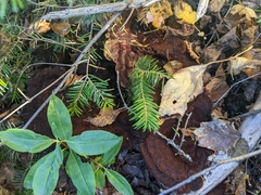 Phaeolus