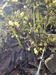 Acacia aculeatissima