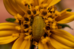 Chrysomelidae