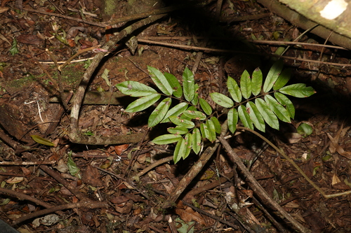Image of Austrosteenisia glabristyla by (c) Greg Tasney, some rights reserved (CC BY-SA)