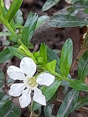 Wrightia antidysenterica