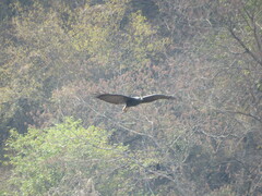 Buteogallus urubitinga