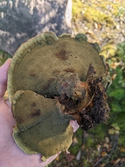 Phaeolus