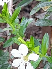 Wrightia antidysenterica