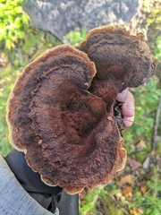 Phaeolus
