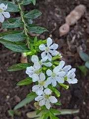 Wrightia antidysenterica