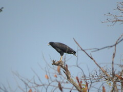 Buteogallus urubitinga