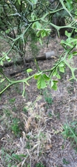Citrus trifoliata