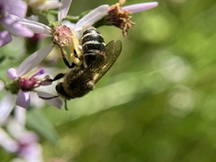 Colletes compactus compactus