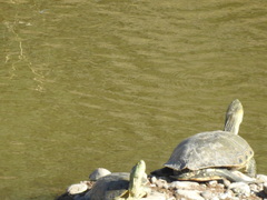 Trachemys hartwegi