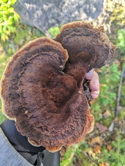 Phaeolus