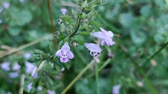 Clinopodium menthifolium ascendens