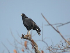 Buteogallus urubitinga