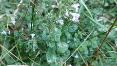 Clinopodium menthifolium ascendens
