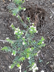 Wrightia antidysenterica