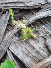 Stellaria pungens