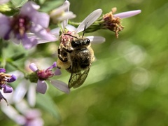 Colletes compactus compactus