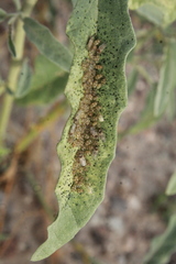 Tingidae