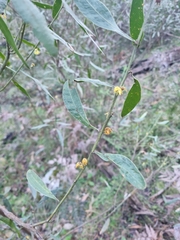 Acacia verniciflua