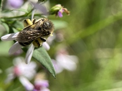 Colletes compactus compactus