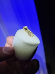 Allophyes oxyacanthae