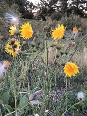 Sonchus asper
