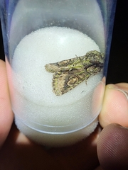 Allophyes oxyacanthae