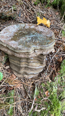 Ganoderma brownii