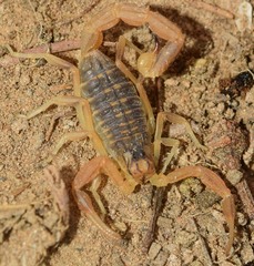 Buthus iaspis
